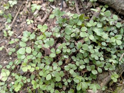 Azorella hookeri, photographed by John Barkla