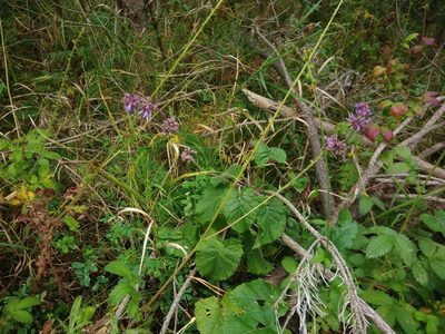 Salvia verticillata, photographed by Valerii Darmostuk