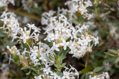 Pimelea glauca, photographed by T. Hammer