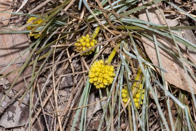 Lomandra collina, photographed by T. Hammer