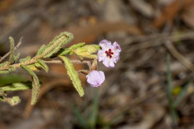 Thomasia petalocalyx, photographed by T. Hammer