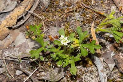 Trachymene pilosa, photographed by T. Hammer