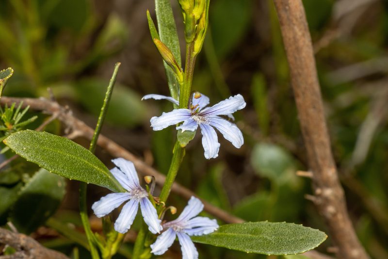 Scaevola angustata, photographed by T. Hammer
