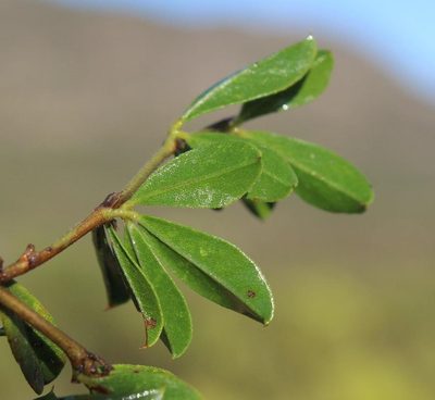 Psoralea bowieana, photographed by Brian du Preez