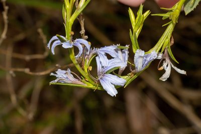 Scaevola angustata, photographed by T. Hammer