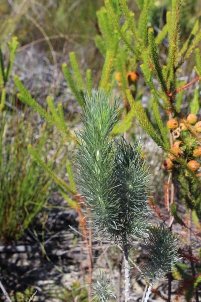 Aspalathus longifolia, photographed by Brian du Preez