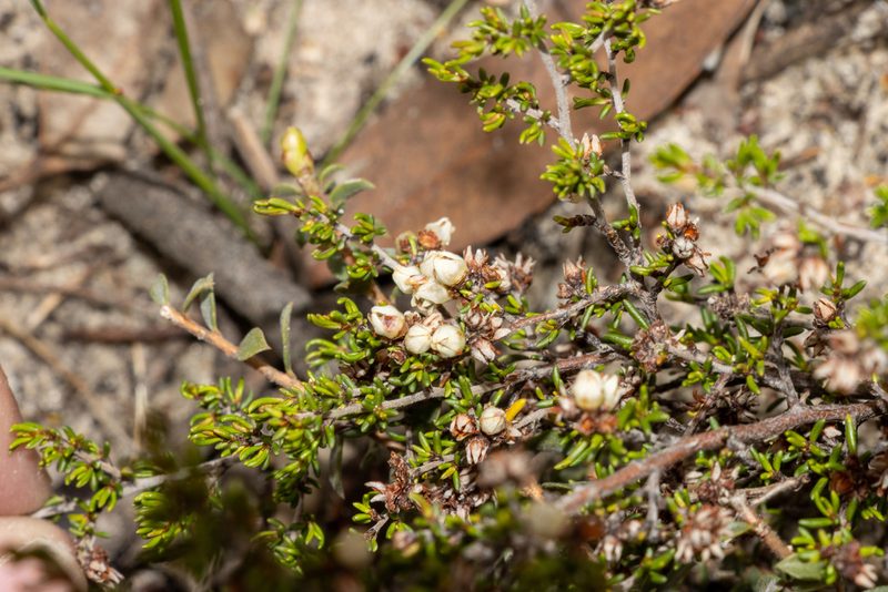Cryptandra tomentosa, photographed by T. Hammer