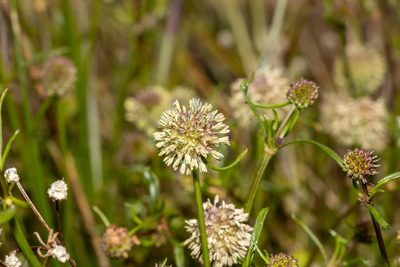 Opercularia scabrida, photographed by T. Hammer