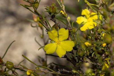 Hibbertia virgata, photographed by T. Hammer