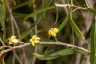Pittosporum angustifolium, photographed by T. Hammer