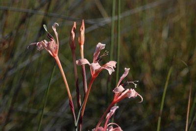 Tritoniopsis revoluta, photographed by Brian du Preez