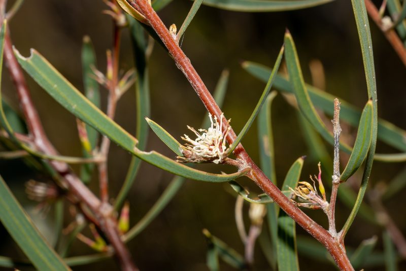 Hakea carinata, photographed by T. Hammer
