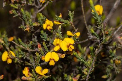 Eutaxia microphylla, photographed by T. Hammer