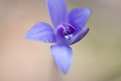 Caladenia sericea, photographed by Ruth Clark