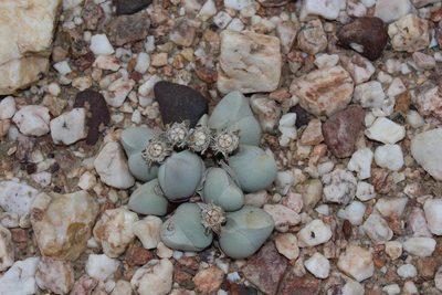 Gibbaeum album, photographed by Brian du Preez