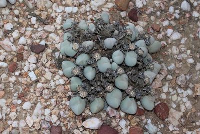 Gibbaeum album, photographed by Brian du Preez