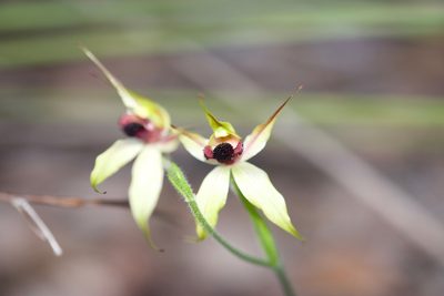 Caladenia macrostylis, photographed by Ruth Clark