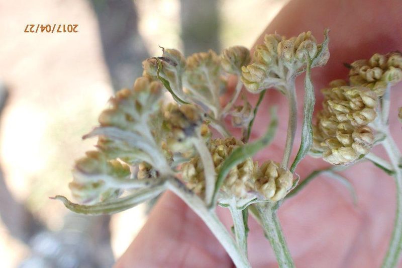 Helichrysum natalitium, photographed by Peter Warren