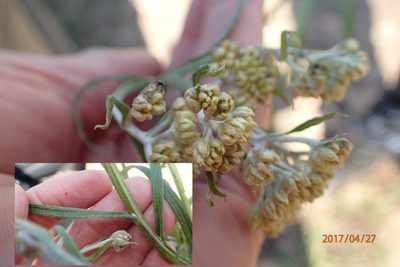 Helichrysum natalitium, photographed by Peter Warren