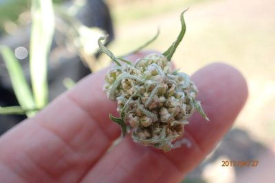 Helichrysum natalitium, photographed by Peter Warren