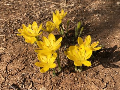 Sternbergia lutea, photographed by Pavel Kacl