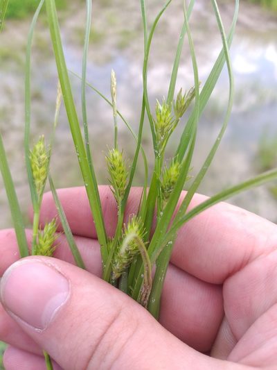 Carex secalina, photographed by Dmitriy Bochkov