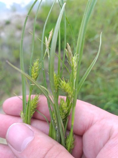 Carex secalina, photographed by Dmitriy Bochkov