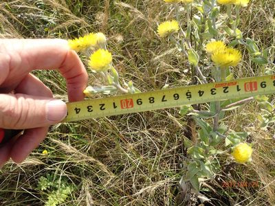 Helichrysum decorum, photographed by Peter Warren
