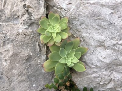 Sedum palmeri, photographed by Pavel Kacl
