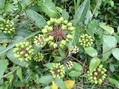 Aralia finlaysoniana, photographed by Toby Y