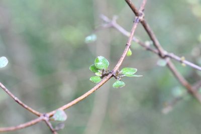 Coprosma virescens, photographed by Joe Potter Butler