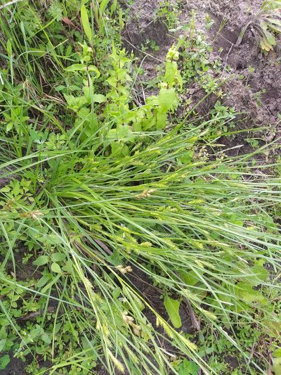 Carex secalina, photographed by Dmitriy Bochkov