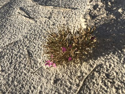 Zeltnera maryanniana, photographed by Jared Shorma