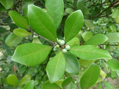 Litsea rotundifolia, photographed by Toby Y