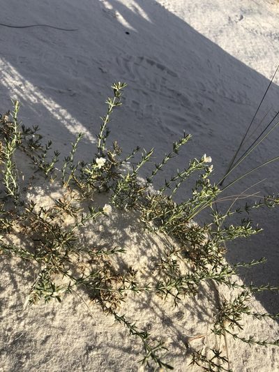 Frankenia jamesii, photographed by Jared Shorma