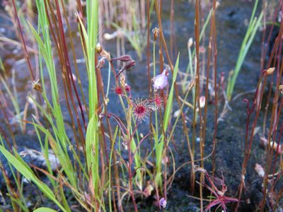 Drosera banksii, photographed by coenobita