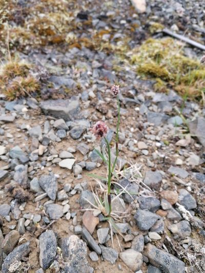 Alopecurus magellanicus, photographed by Игорь