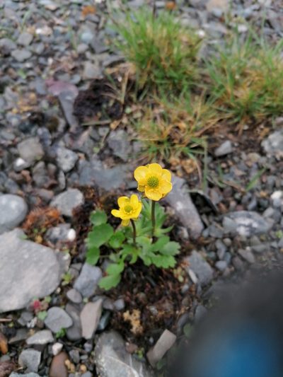 Ranunculus sulphureus, photographed by Игорь
