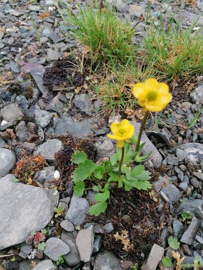Ranunculus sulphureus, photographed by Игорь