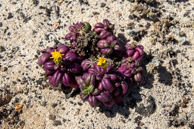 Senecio leucanthemifolius, photographed by Thibaud Aronson