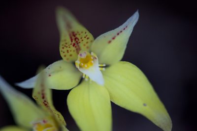 Caladenia flava, photographed by Ruth Clark