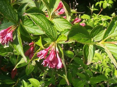 Weigela floribunda, photographed by harum.koh