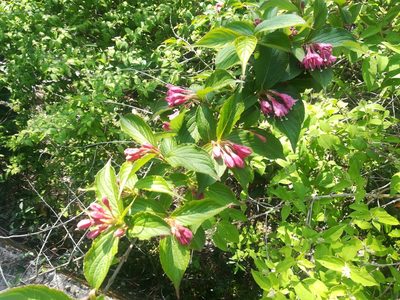 Weigela floribunda, photographed by harum.koh