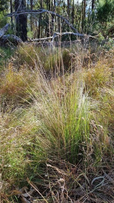 Poa labillardierei, photographed by ianrainbow