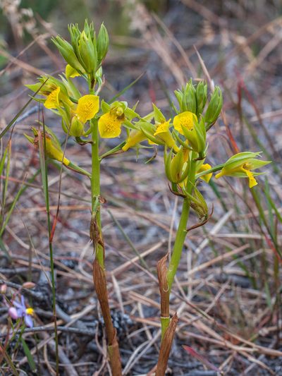 Eulophia litoralis, photographed by magriet b