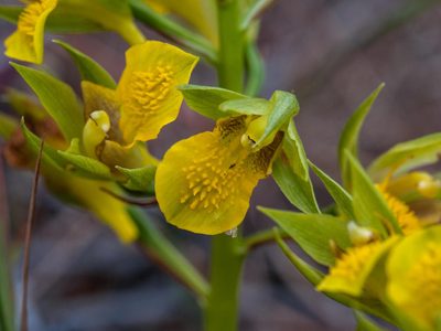 Eulophia litoralis, photographed by magriet b