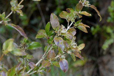 Coprosma tenuifolia, photographed by Christopher Stephens