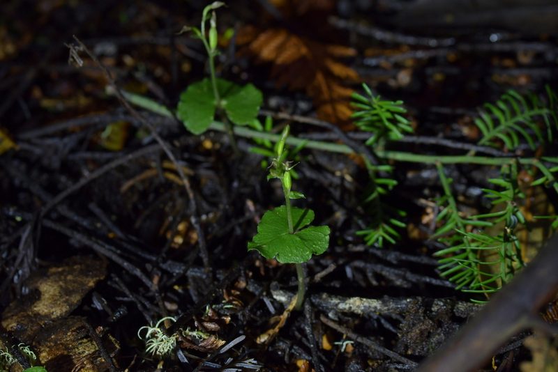 Acianthus sinclairii, photographed by Christopher Stephens