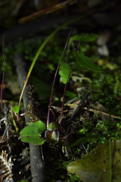Corybas sanctigeorgianus, photographed by Christopher Stephens