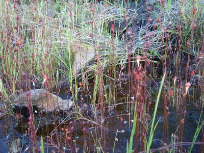 Drosera banksii, photographed by coenobita
